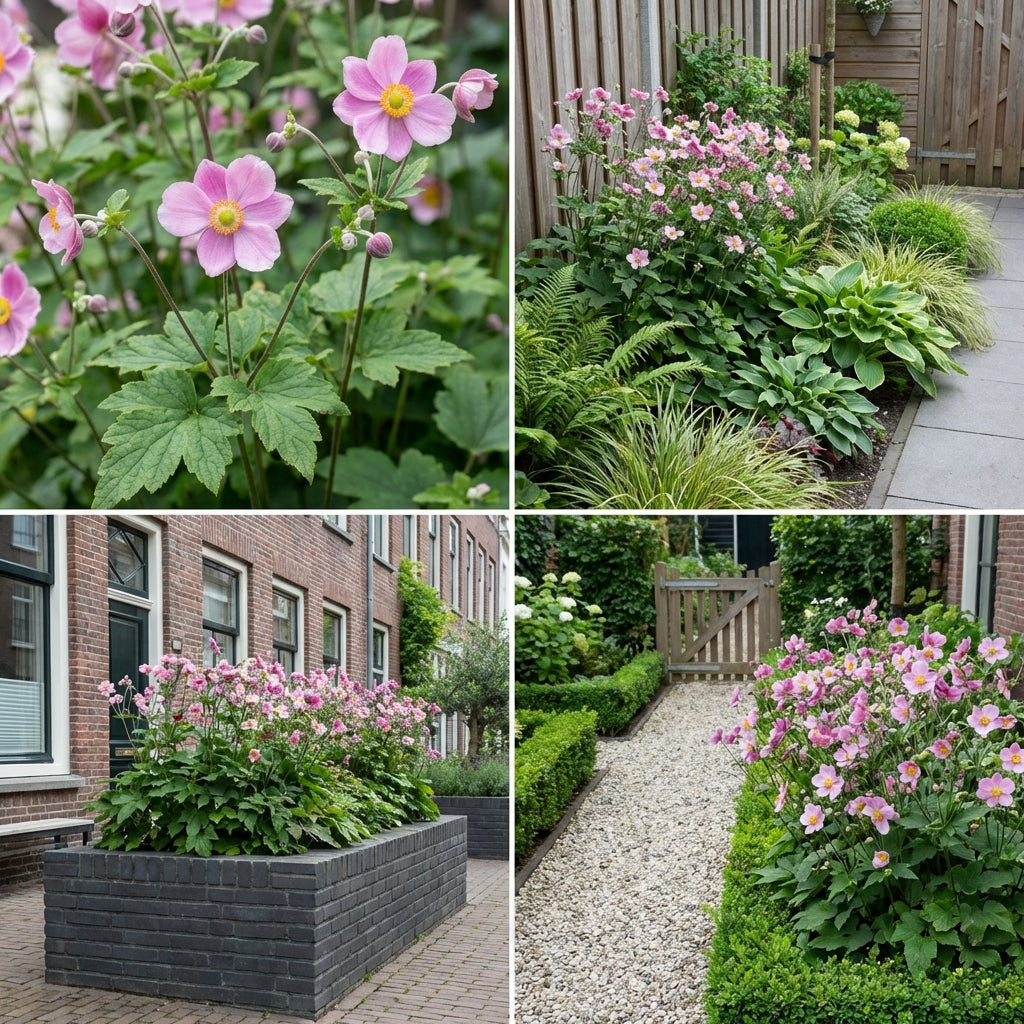 Borderpakket Asselijn