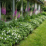 Gevelpakket Claesz. | 3-planten pakket