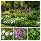 Gevelpakket Claesz. | 3-planten pakket