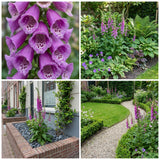 Gevelpakket Claesz. | 3-planten pakket