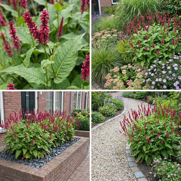 Borderpakket Corneille