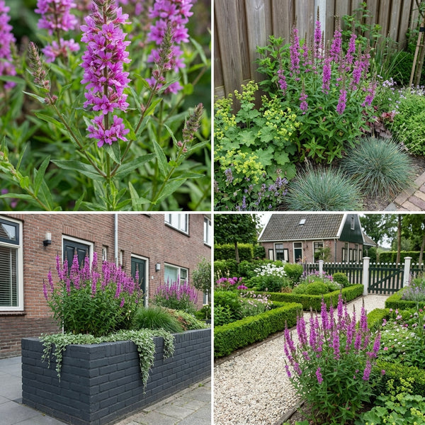 Gevelpakket Gauguin | 3-planten pakket