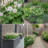 Gevelpakket Gauguin | 3-planten pakket
