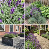 Gevelpakket Gauguin | 3-planten pakket