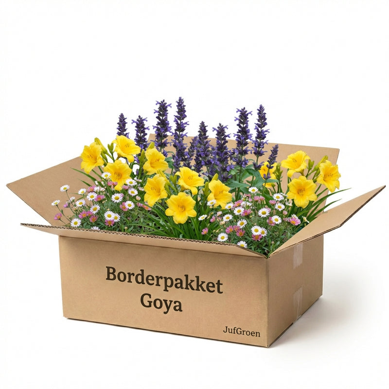 Gevelpakket Goya | 3 planten pakket