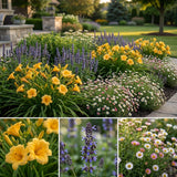 Gevelpakket Goya | 3 planten pakket