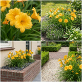 Gevelpakket Goya | 3 planten pakket