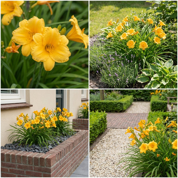 Gevelpakket Goya | 3 planten pakket
