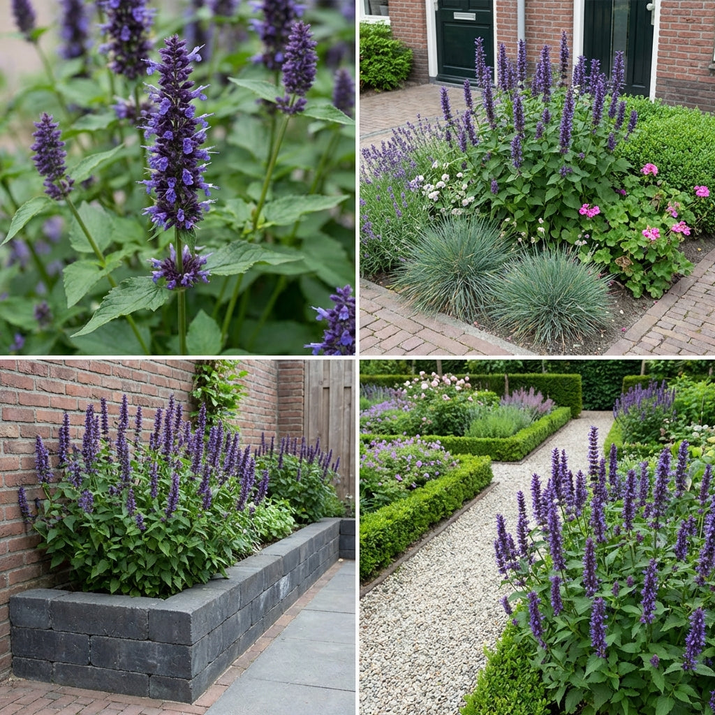 Gevelpakket Goya | 3 planten pakket