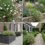 Gevelpakket Goya | 3 planten pakket