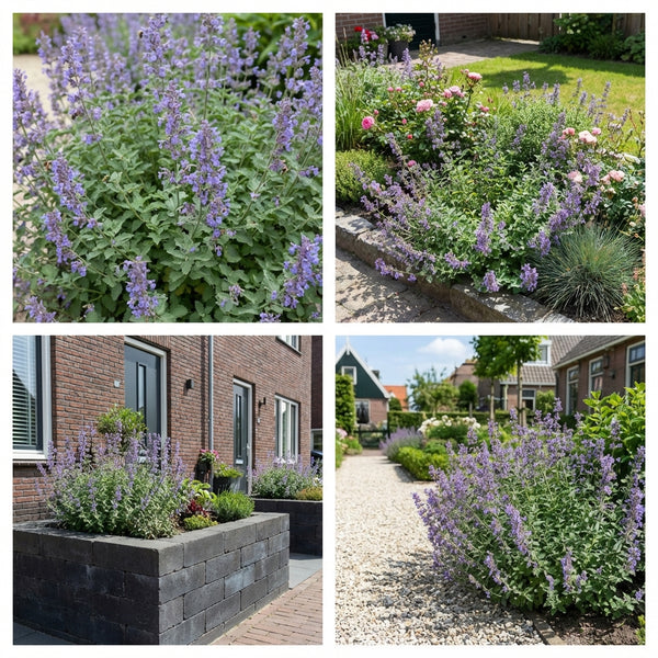 Gevelpakket Hobbema | 3-planten pakket