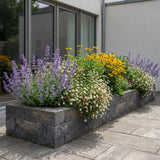 Gevelpakket Hobbema | 3-planten pakket