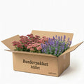 PottenPakket Millet - 3 planten pakket