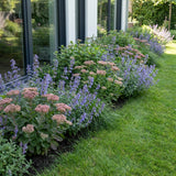 PottenPakket Millet - 3 planten pakket