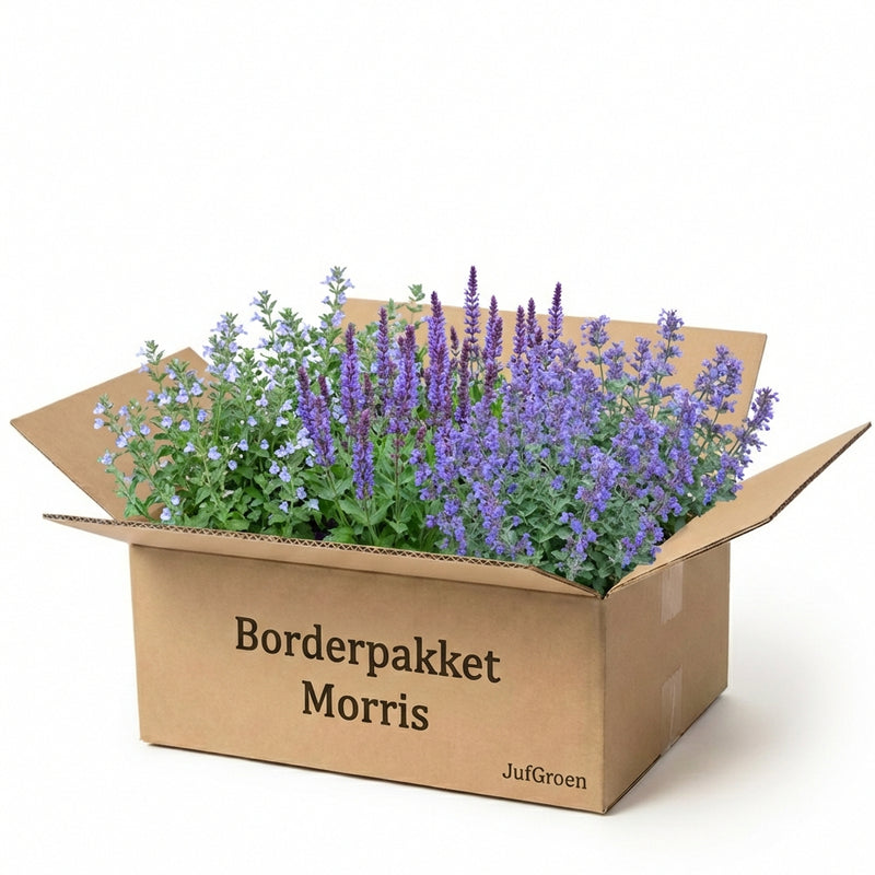 Balkonpakket Morris
