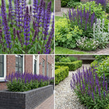 Borderpakket Poortvliet