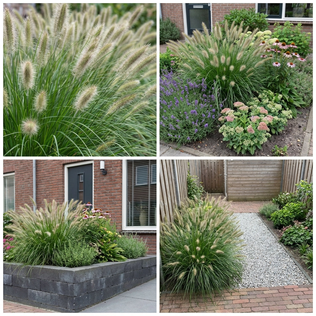 Borderpakket Rietveld