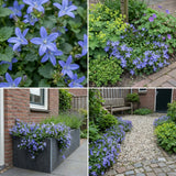 Gevelpakket Van Ruysdael | 3-plantenpakket