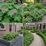 Borderpakket Vernet