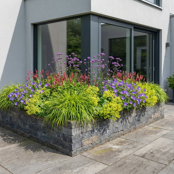 Borderpakket Verspronck