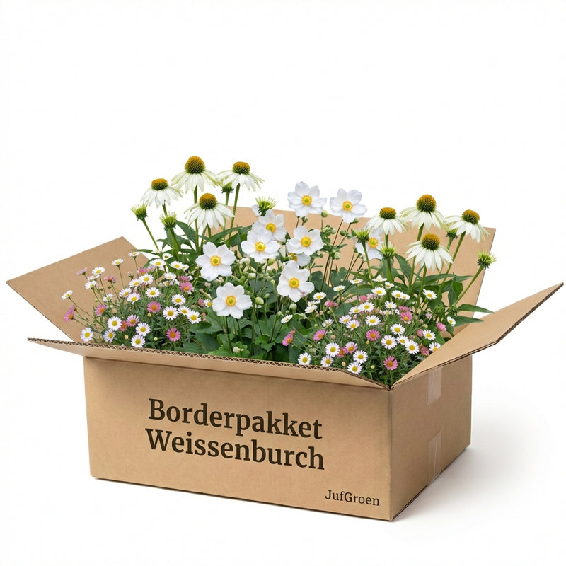 Gevelpakket Weissenburch | 3 planten pakket