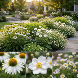 Gevelpakket Weissenburch | 3 planten pakket