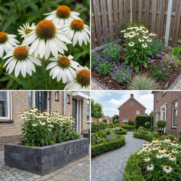 Gevelpakket Weissenburch | 3 planten pakket
