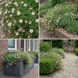 Borderpakket Willink