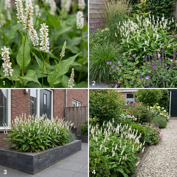 Borderpakket Willink