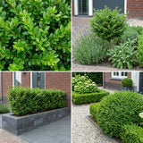 Borderpakket Willink