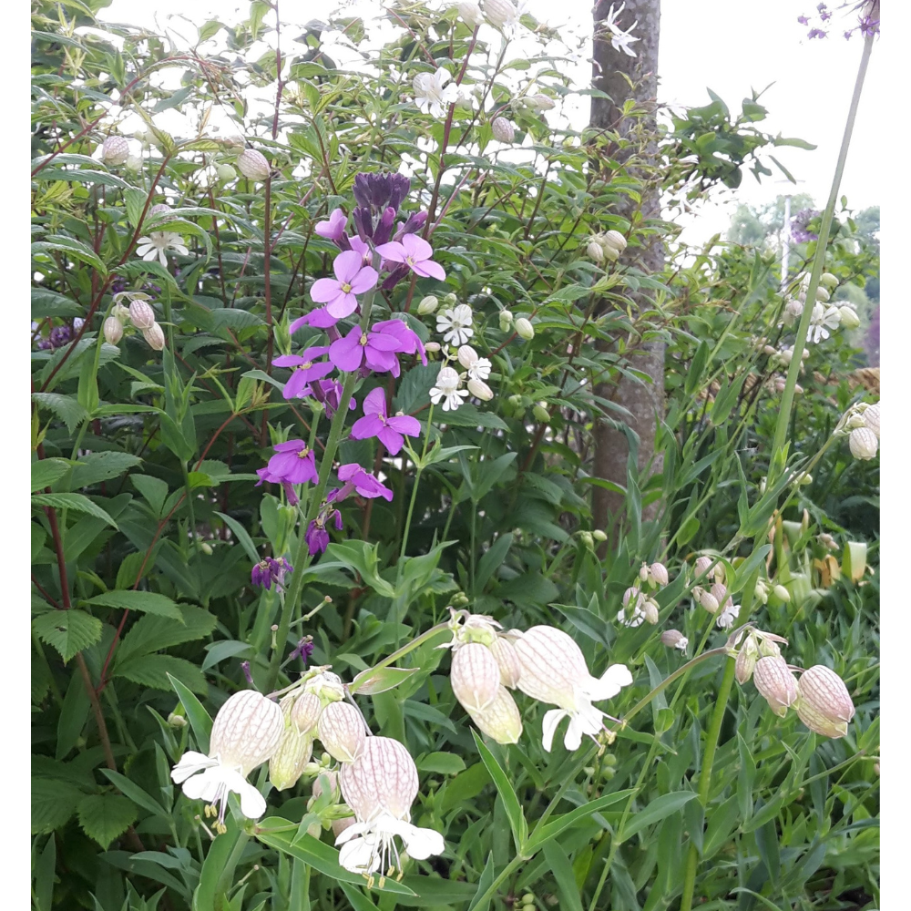 Erysimum 'Bowles' Mauve' (6 stuks)