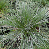 Festuca gautieri (6 stuks)
