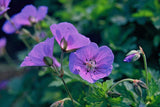 Geranium 'Rozanne' (6 stuks)