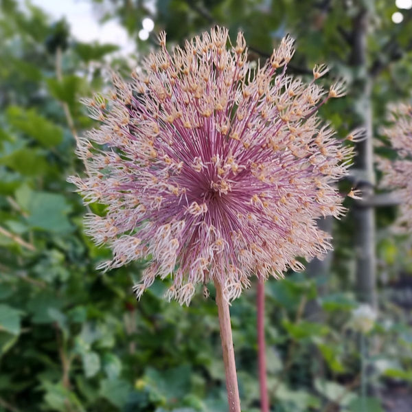 40x Allium Caeruleum - Sierui