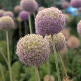 40x Allium Caeruleum - Sierui
