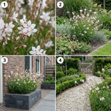 Gaura lindheimeri (6 stuks)