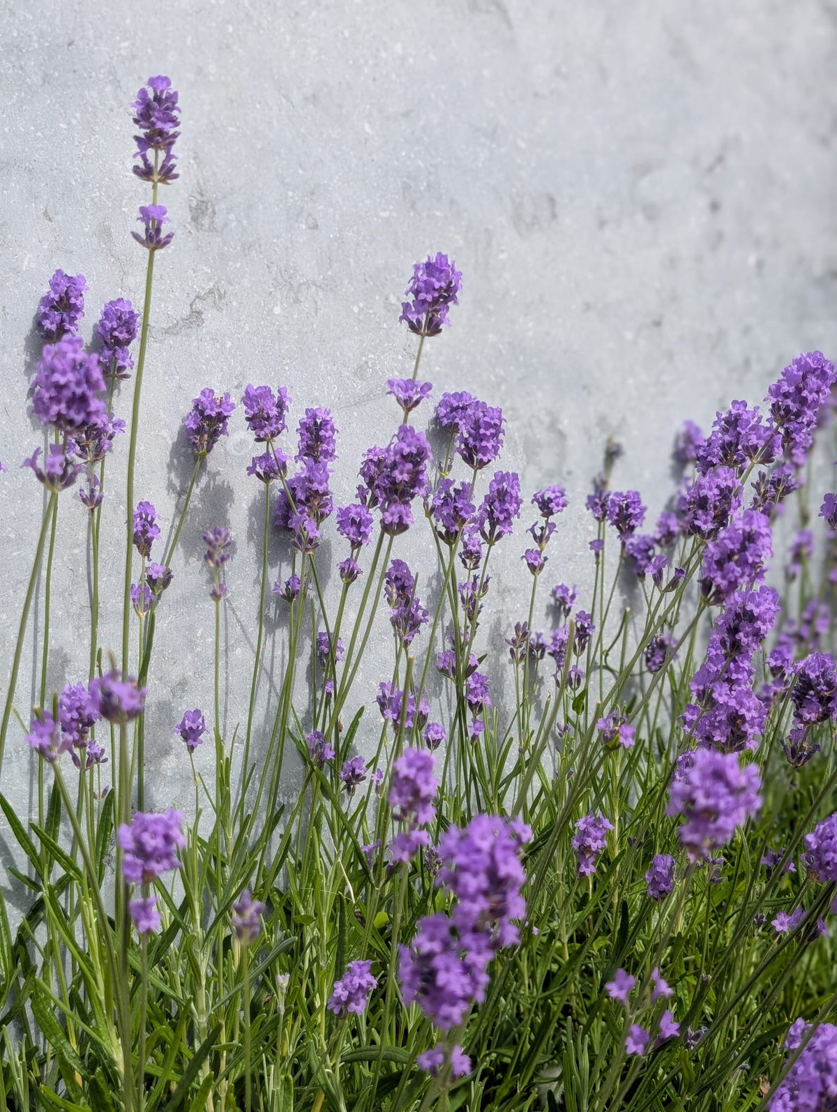 ebook Lavendel