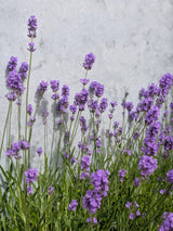 eBook - Lavendel snoeien als een pro