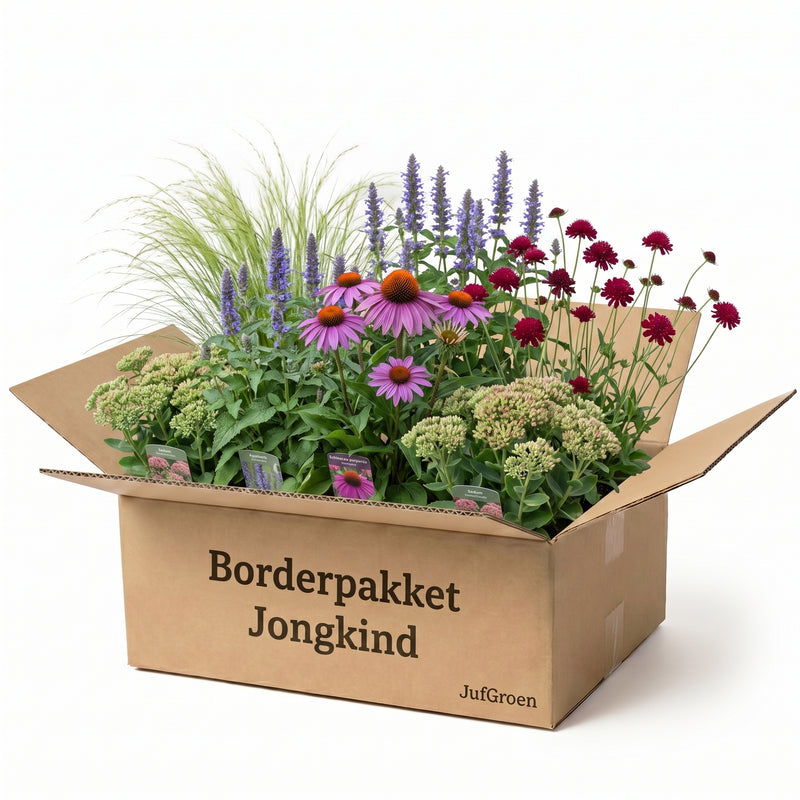 Borderpakket Jongkind