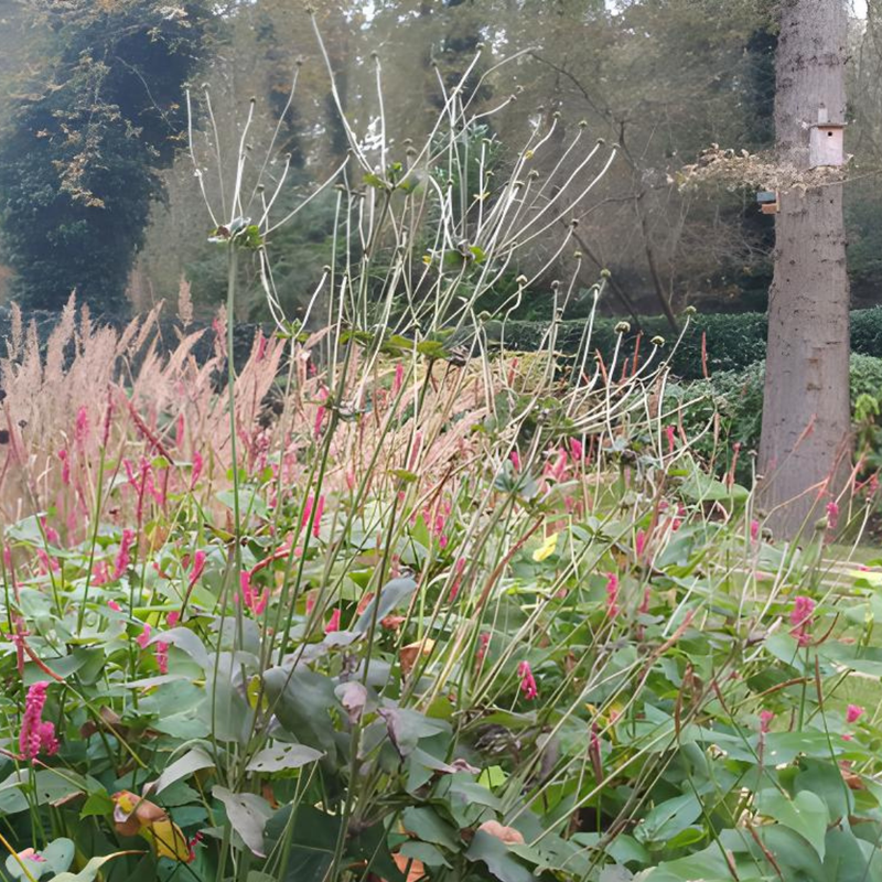 Losse tuinplanten