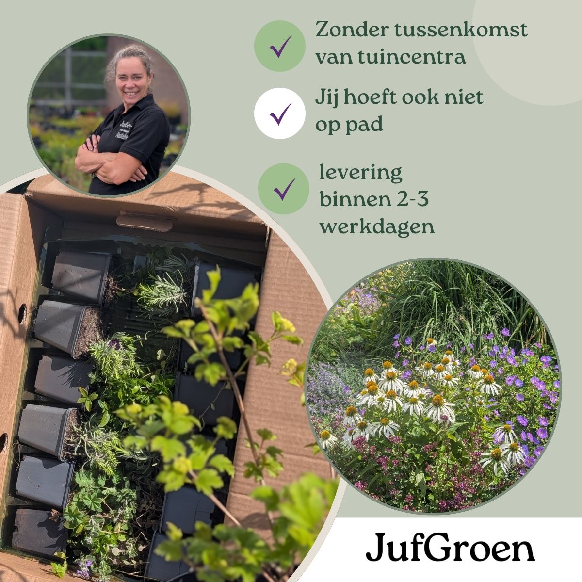 Lavandula stoechas 'Anouk' (3 stuks)