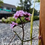 Verbena bonariensis (6 stuks)