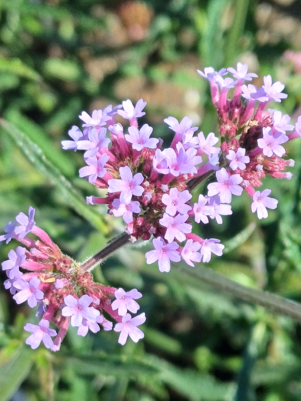 Verbena bonariensis (6 stuks)