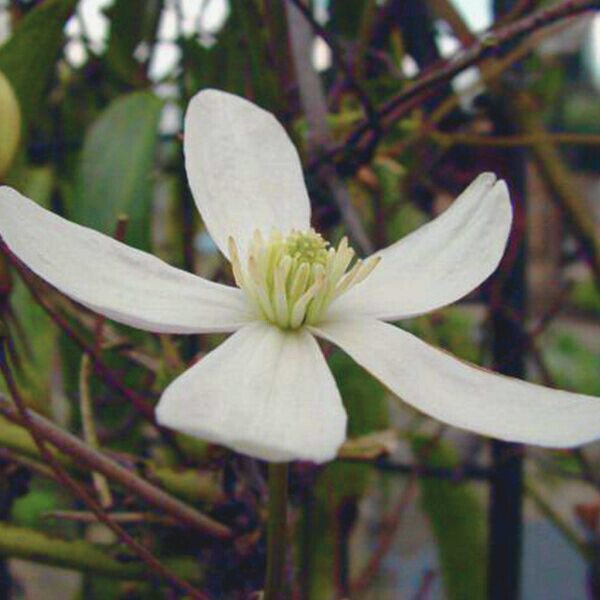 Clematis armandii (3 stuks)