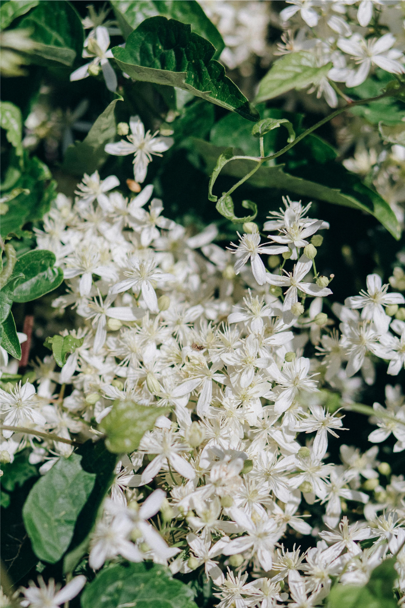 Clematis armandii (3 stuks)