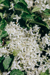 Clematis armandii (3 stuks)