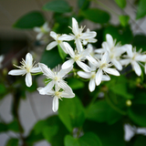 Clematis armandii (3 stuks)
