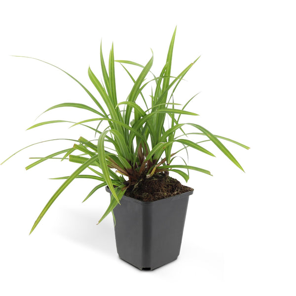 Carex morrowii 'Irish Green' (6 stuks)