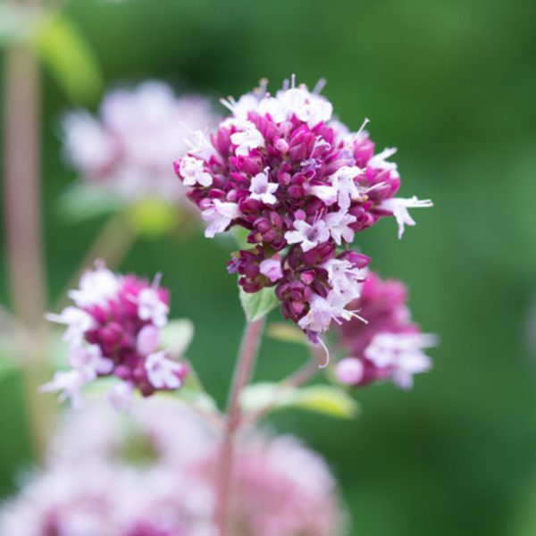 Origanum laevigatum 'Herrenhausen' (6 stuks)