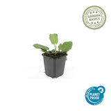Salvia nemorosa 'Mainacht' (6 stuks)